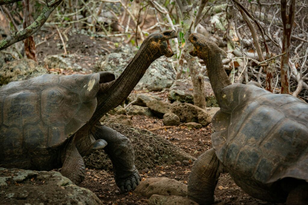 two turtles fighting examplifying personas in requirements engineering